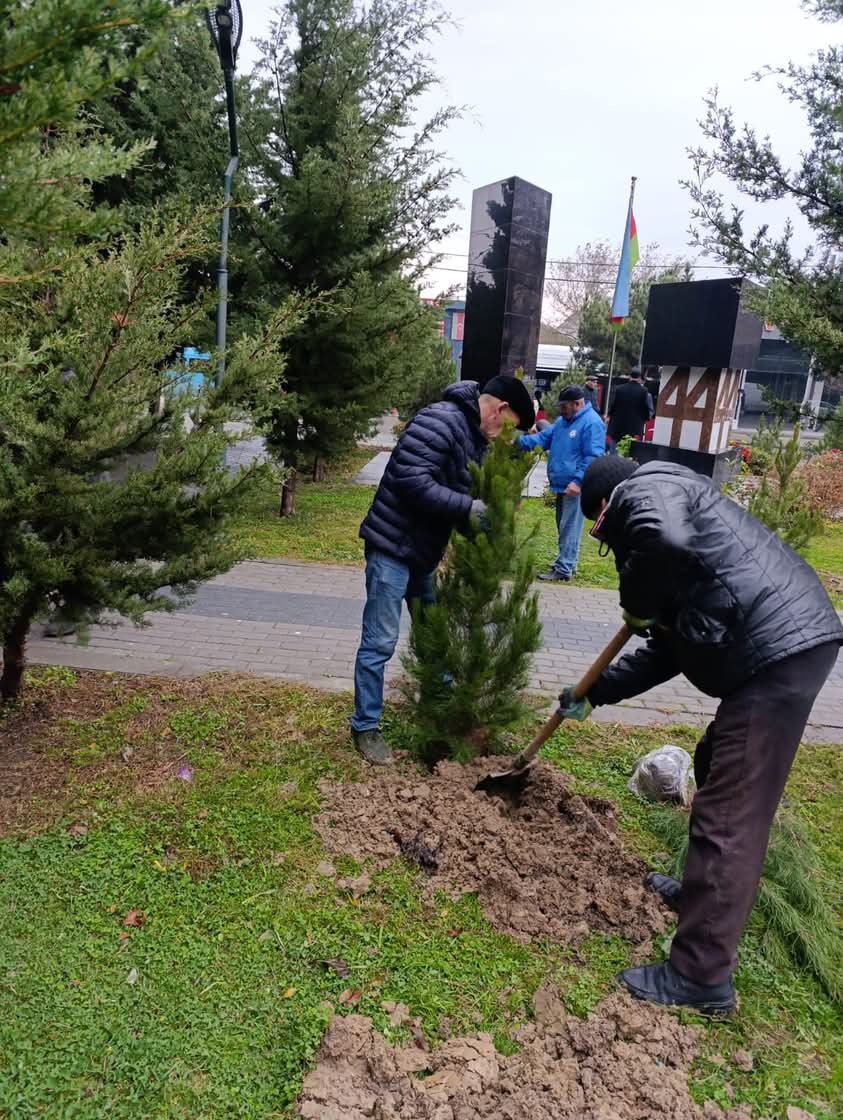 Xətai rayonunda daha bir ağacəkmə aksiyası keçirildi - FOTOLAR